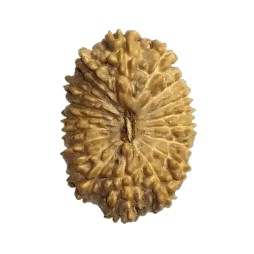 18 Mukhi Rudraksha Java - Prosperity & Earth's Energy | Brahmatells by Brahmatells