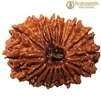 18 Mukhi Rudraksha Java - Prosperity & Earth's Energy | Brahmatells by Brahmatells