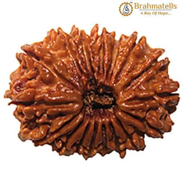 18 Mukhi Rudraksha Java - Prosperity & Earth's Energy | Brahmatells by Brahmatells