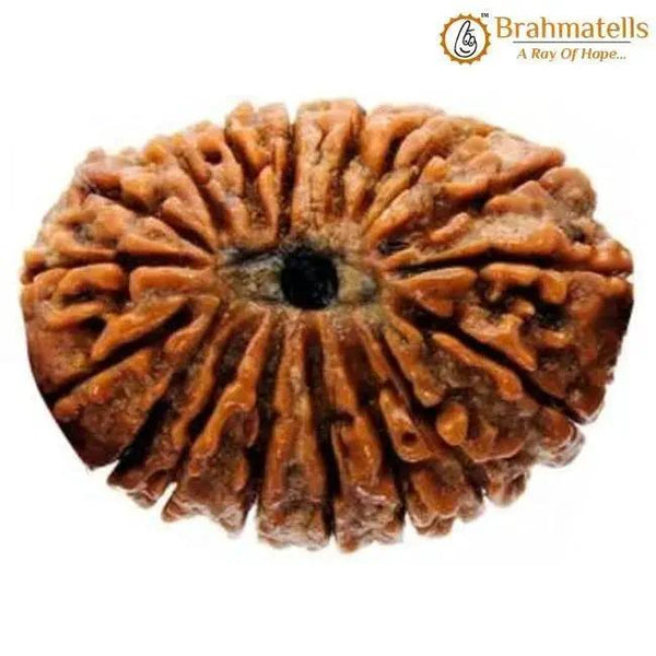18 Mukhi Rudraksha Java - Prosperity & Earth's Energy | Brahmatells by Brahmatells
