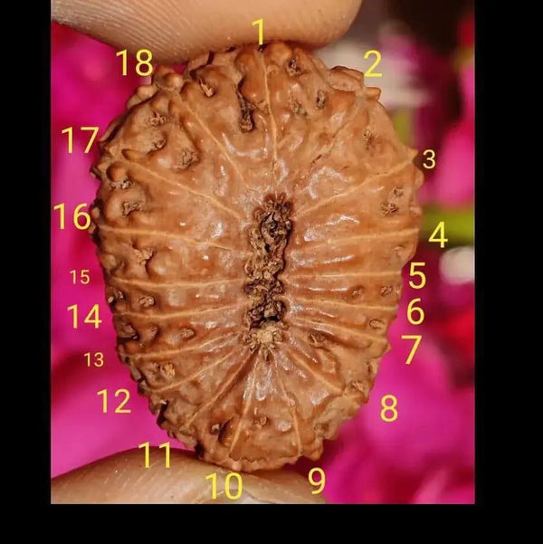 18 Mukhi Rudraksha Java - Prosperity & Earth's Energy | Brahmatells by Brahmatells