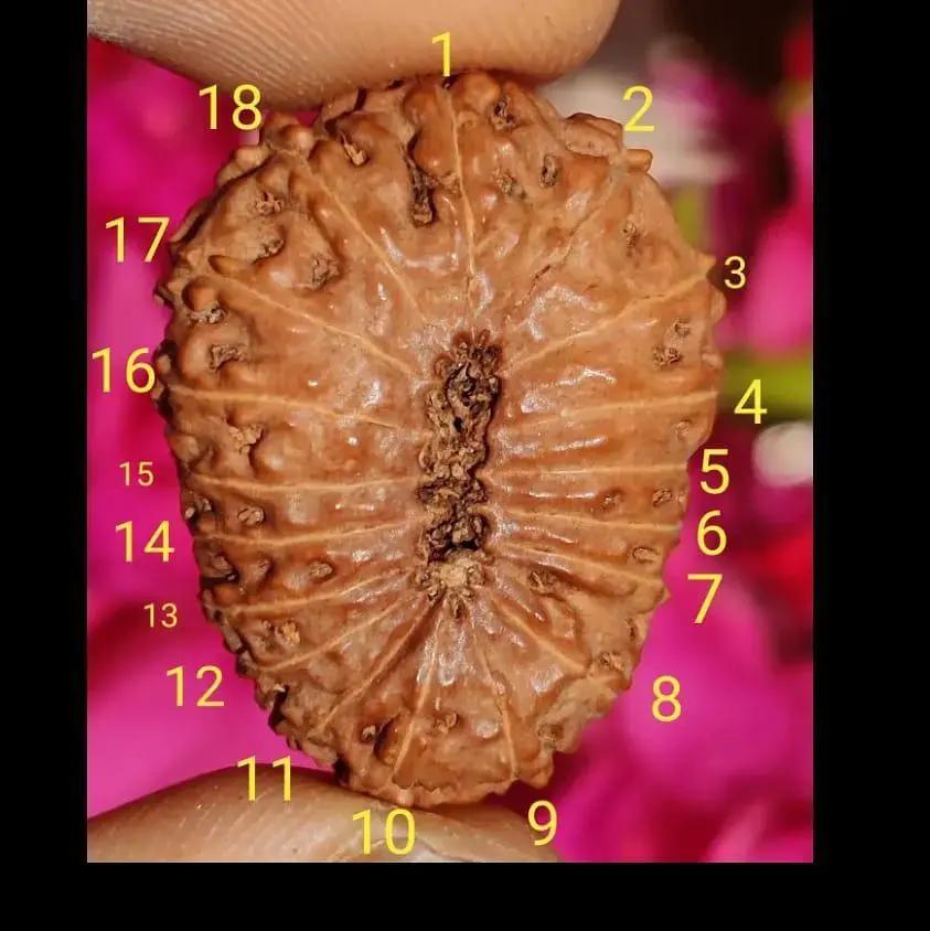 18 Mukhi Rudraksha Java - Prosperity & Earth's Energy | Brahmatells by Brahmatells