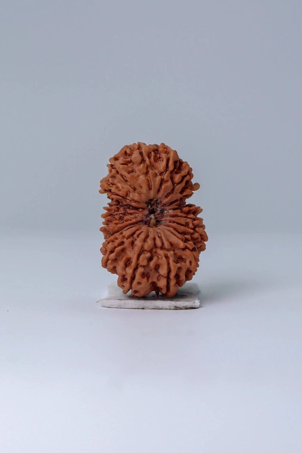 19 Mukhi Rudraksha Bead - Lord Narayana's Blessing | Brahmatells by Brahmatells