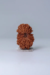 19 Mukhi Rudraksha Bead - Lord Narayana's Blessing | Brahmatells by Brahmatells