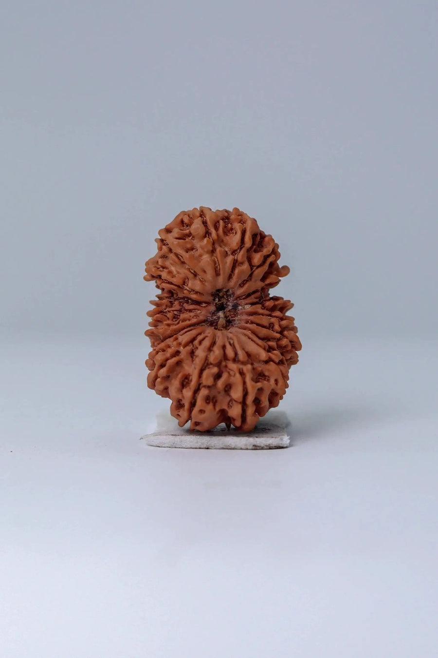 19 Mukhi Rudraksha Bead - Lord Narayana's Blessing | Brahmatells by Brahmatells