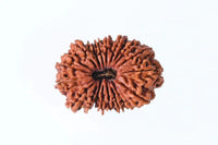 19 Mukhi Rudraksha Bead - Lord Narayana's Blessing | Brahmatells by Brahmatells