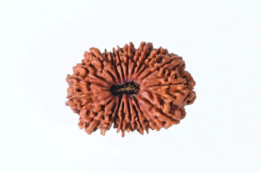 19 Mukhi Rudraksha Bead - Lord Narayana's Blessing | Brahmatells by Brahmatells