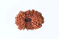 19 Mukhi Rudraksha Bead - Lord Narayana's Blessing | Brahmatells by Brahmatells