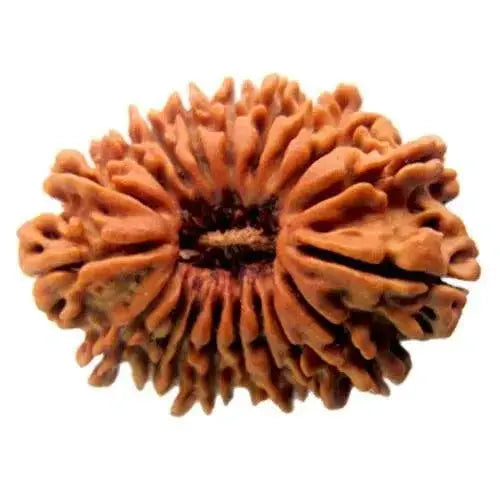19 Mukhi Rudraksha Bead - Lord Narayana's Blessing | Brahmatells by Brahmatells