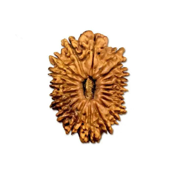 19 Mukhi Rudraksha Bead - Lord Narayana's Blessing | Brahmatells by Brahmatells