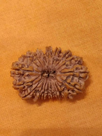 19 Mukhi Rudraksha Bead - Lord Narayana's Blessing | Brahmatells by Brahmatells