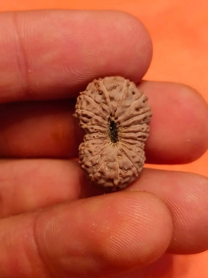 19 Mukhi Rudraksha Java - Divine Power of Lord Narayana | Brahmatells by Brahmatells