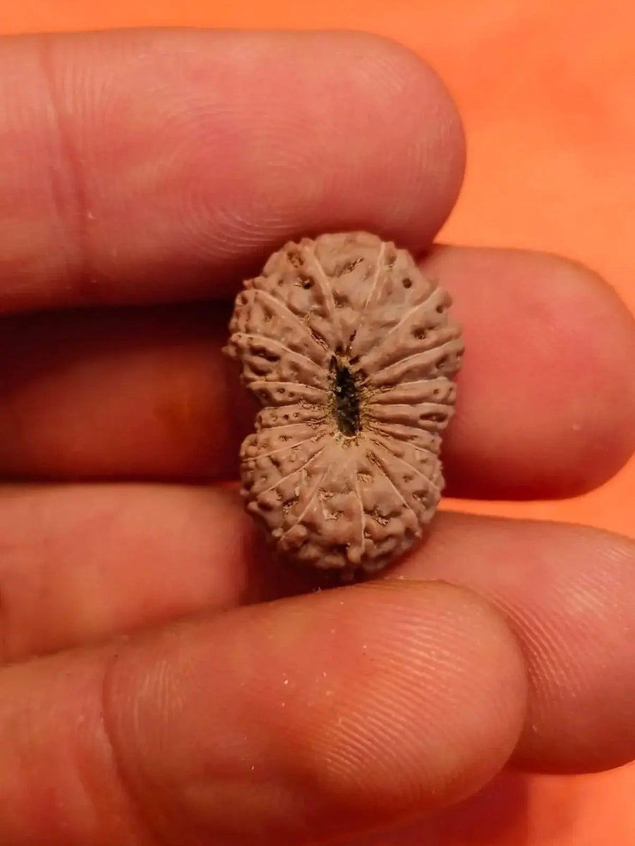 19 Mukhi Rudraksha Java - Divine Power of Lord Narayana | Brahmatells by Brahmatells