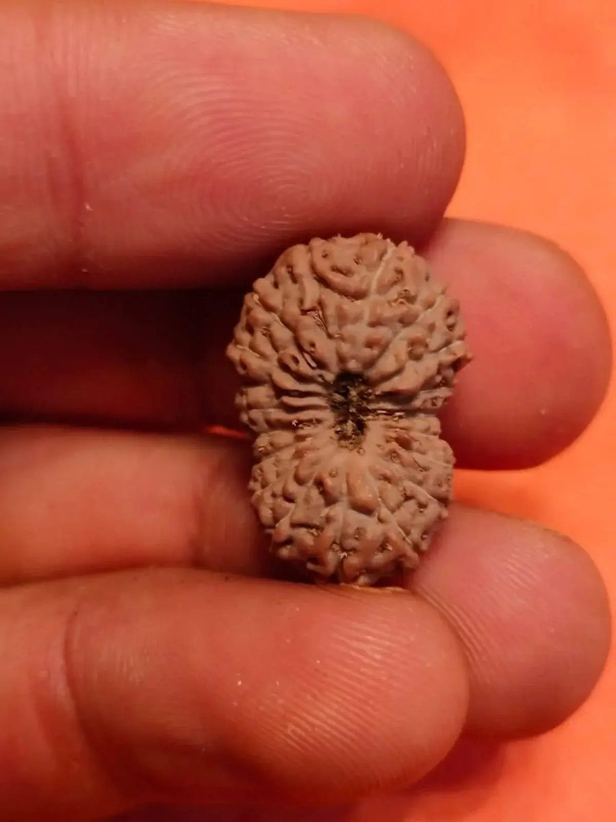 19 Mukhi Rudraksha Java - Divine Power of Lord Narayana | Brahmatells by Brahmatells