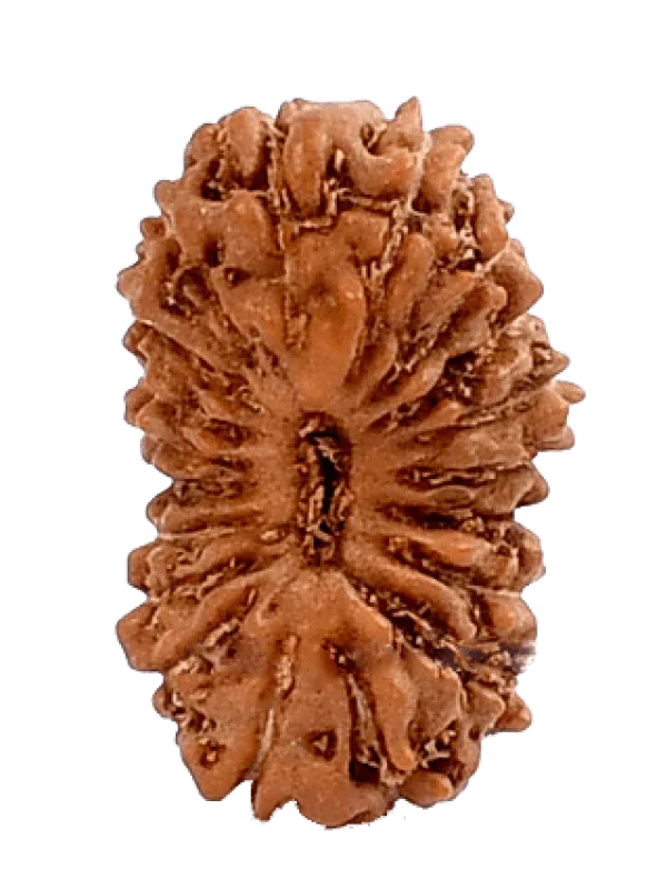 19 Mukhi Rudraksha Java - Divine Power of Lord Narayana | Brahmatells by Brahmatells