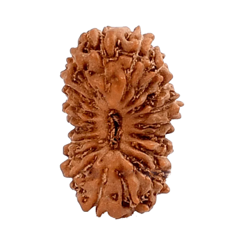 19 Mukhi Rudraksha Java - Divine Power of Lord Narayana | Brahmatells by Brahmatells
