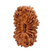 19 Mukhi Rudraksha Java - Divine Power of Lord Narayana | Brahmatells by Brahmatells