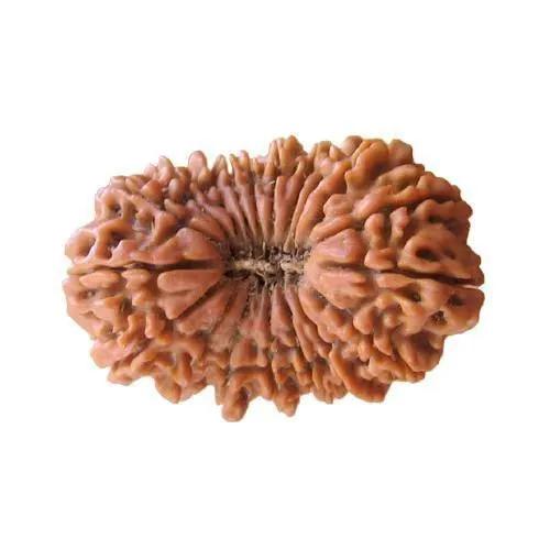 19 Mukhi Rudraksha Java - Divine Power of Lord Narayana | Brahmatells by Brahmatells