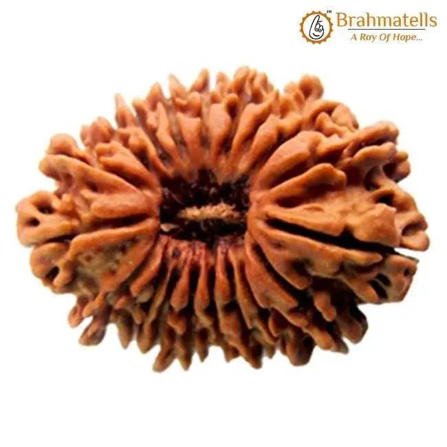 19 Mukhi Rudraksha Java - Divine Power of Lord Narayana | Brahmatells by Brahmatells