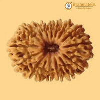 19 Mukhi Rudraksha Java - Divine Power of Lord Narayana | Brahmatells by Brahmatells
