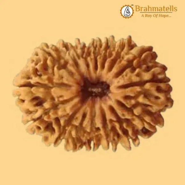 19 Mukhi Rudraksha Java - Divine Power of Lord Narayana | Brahmatells by Brahmatells