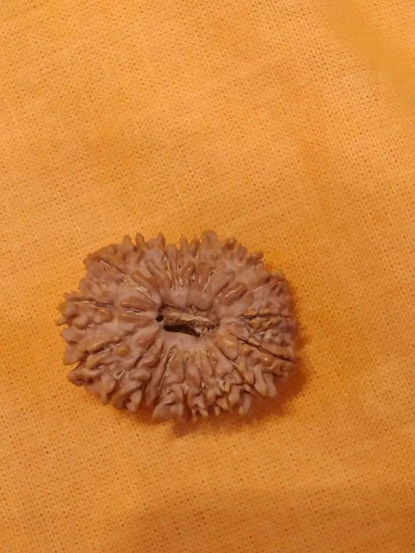 19 Mukhi Rudraksha Java - Divine Power of Lord Narayana | Brahmatells by Brahmatells