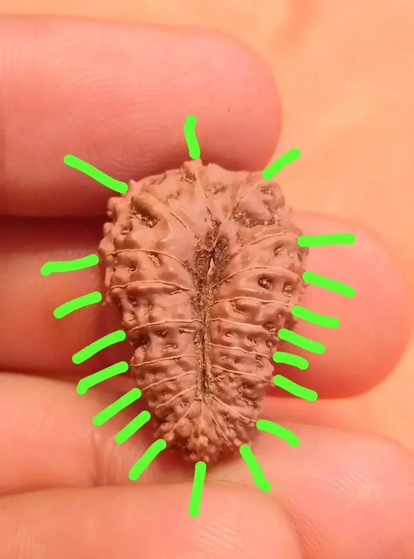 19 Mukhi Rudraksha Java - Divine Power of Lord Narayana | Brahmatells by Brahmatells