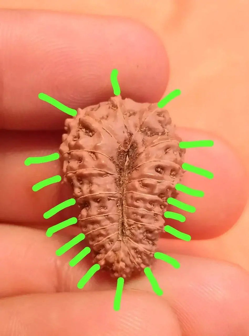 19 Mukhi Rudraksha Java - Divine Power of Lord Narayana | Brahmatells by Brahmatells