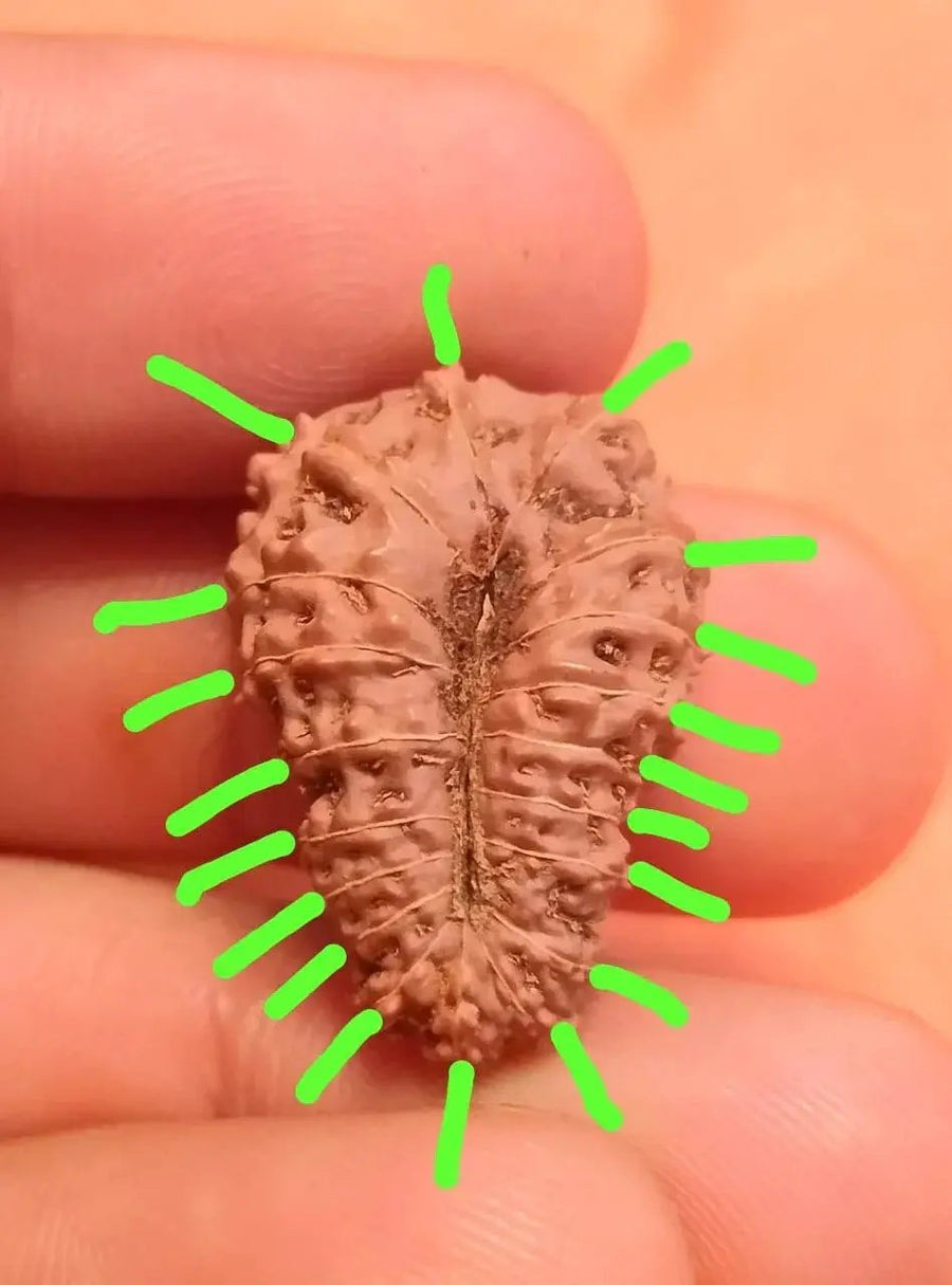 19 Mukhi Rudraksha Java - Divine Power of Lord Narayana | Brahmatells by Brahmatells