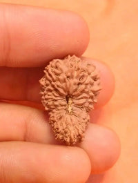 19 Mukhi Rudraksha Java - Divine Power of Lord Narayana | Brahmatells by Brahmatells