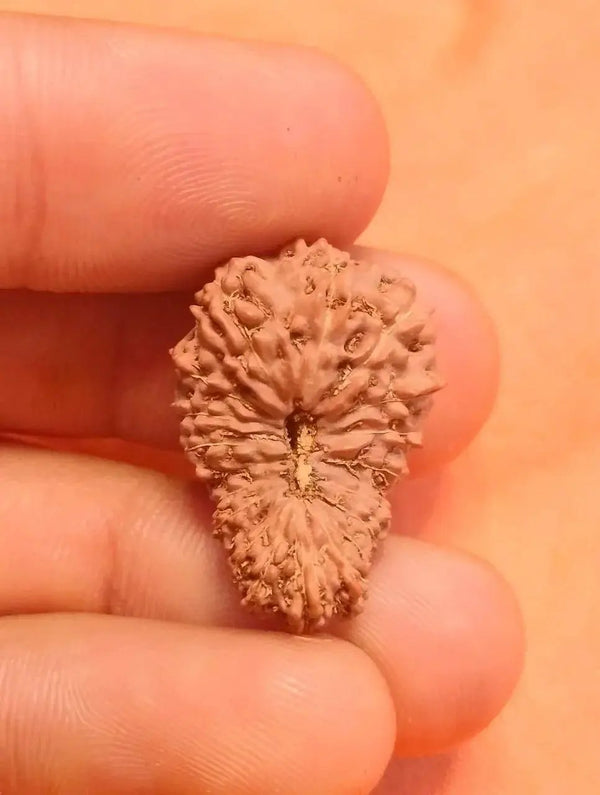 19 Mukhi Rudraksha Java - Divine Power of Lord Narayana | Brahmatells by Brahmatells