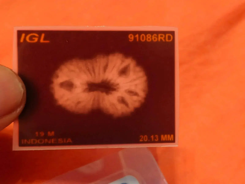 19 Mukhi Rudraksha Java - Divine Power of Lord Narayana | Brahmatells by Brahmatells