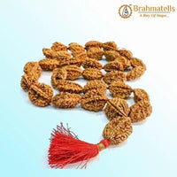 2 Mukhi Rudraksh Mala for Spiritual Harmony | Brahmatells by Brahmatells
