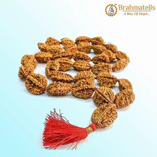 2 Mukhi Rudraksh Mala for Spiritual Harmony | Brahmatells by Brahmatells
