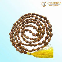 2 Mukhi Rudraksh Mala for Spiritual Harmony | Brahmatells by Brahmatells
