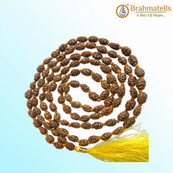 2 Mukhi Rudraksh Mala for Spiritual Harmony | Brahmatells by Brahmatells