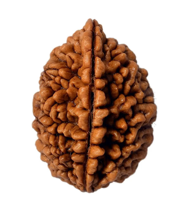 2 Mukhi Rudraksha Bead - Uniting Shiva & Shakti | Brahmatells by Brahmatells