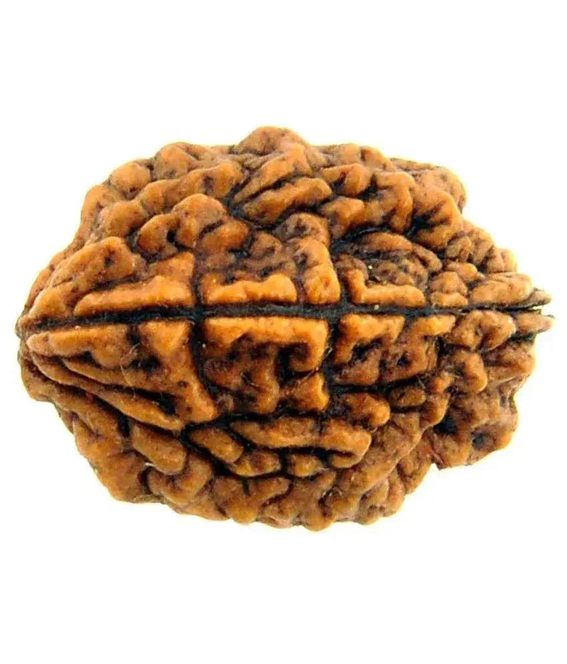 2 Mukhi Rudraksha Bead - Uniting Shiva & Shakti | Brahmatells by Brahmatells