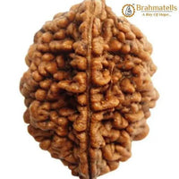 2 Mukhi Rudraksha Bead - Uniting Shiva & Shakti | Brahmatells by Brahmatells