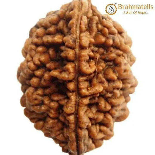 2 Mukhi Rudraksha Bead - Uniting Shiva & Shakti | Brahmatells by Brahmatells