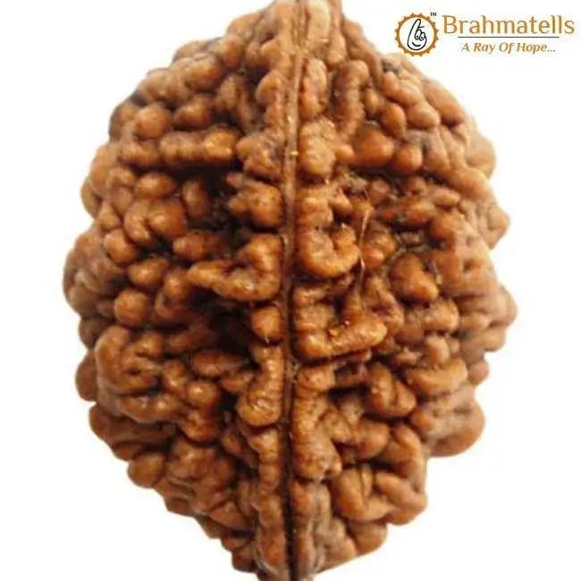 2 Mukhi Rudraksha Bead - Uniting Shiva & Shakti | Brahmatells by Brahmatells