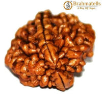 2 Mukhi Rudraksha Bead - Uniting Shiva & Shakti | Brahmatells by Brahmatells