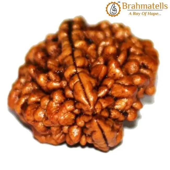 2 Mukhi Rudraksha Bead - Uniting Shiva & Shakti | Brahmatells by Brahmatells