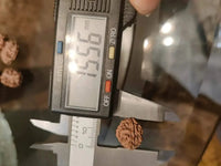 2 Mukhi Rudraksha Bead - Uniting Shiva & Shakti | Brahmatells by Brahmatells