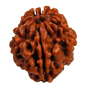 2 Mukhi Rudraksha Pendant - Harmonize with Ardhanareeshwar's Energy | Brahmatells by Brahmatells