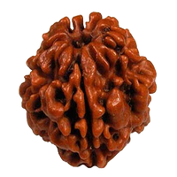 2 Mukhi Rudraksha Pendant - Harmonize with Ardhanareeshwar's Energy | Brahmatells by Brahmatells