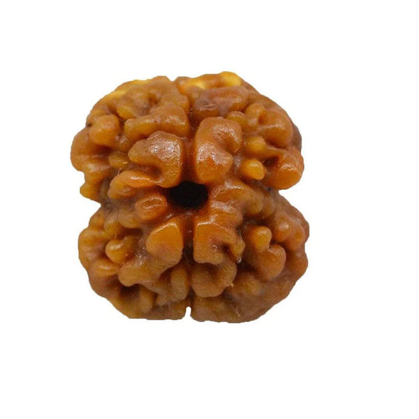 2 Mukhi Rudraksha Pendant - Harmonize with Ardhanareeshwar's Energy | Brahmatells by Brahmatells