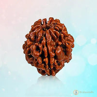 2 Mukhi Rudraksha Pendant - Harmonize with Ardhanareeshwar's Energy | Brahmatells by Brahmatells