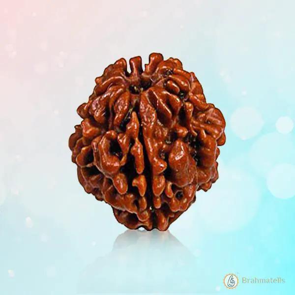 2 Mukhi Rudraksha Pendant - Harmonize with Ardhanareeshwar's Energy | Brahmatells by Brahmatells