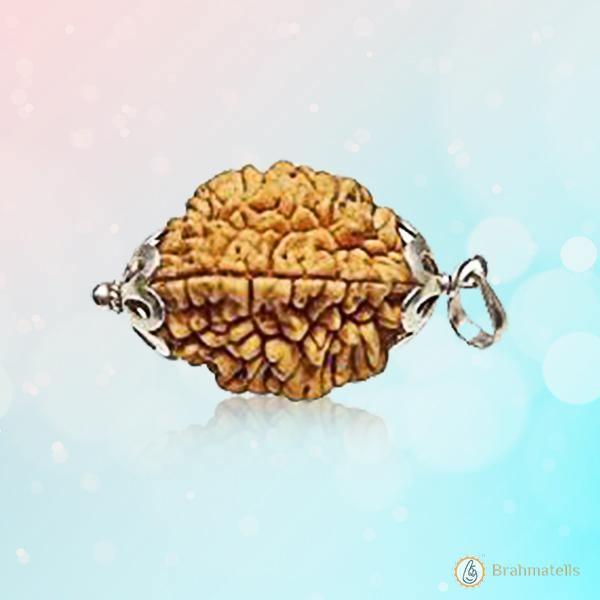 2 Mukhi Rudraksha Pendant: Harmonizing Dual Energies | Brahmatells by Brahmatells